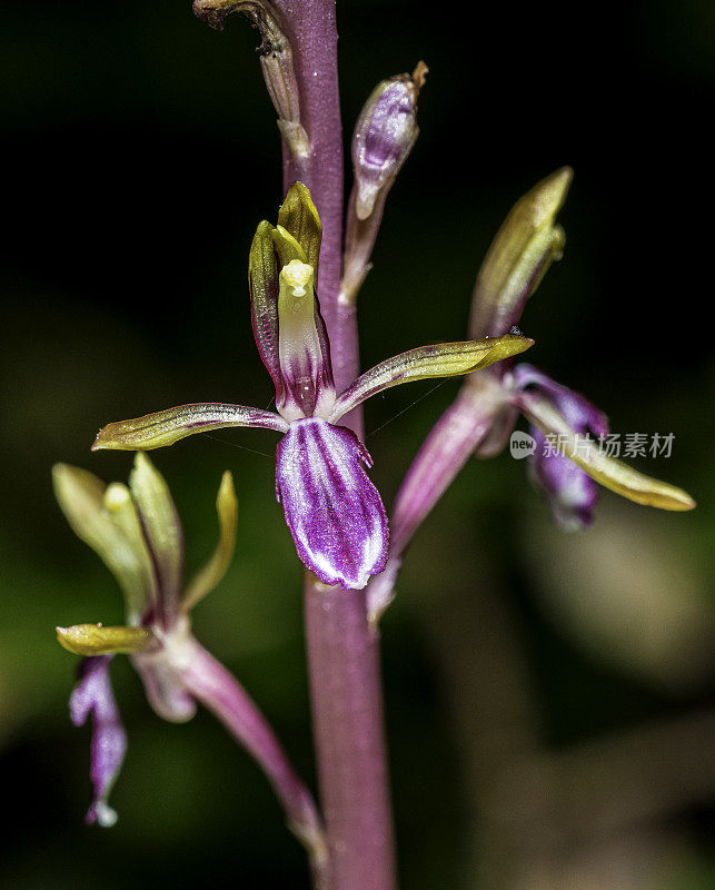 太平洋珊瑚根(Corallorhiza mertensiana)是一种原产于北美西北部阴凉的针叶林中的珊瑚根兰花。它也有常见的名字西方珊瑚根和梅尔滕斯珊瑚根。Corallorrhiza mertensiana是一个无叶，pa